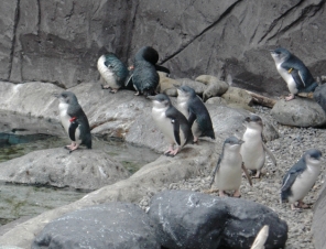 Penguins